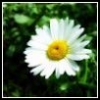 аватары цветы 100 - 05